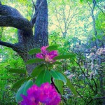 Prentice Cooper scenic