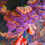 purple mushrooms